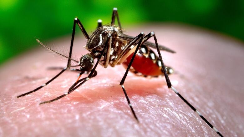 A mosquito feeds on a human in this close up image.