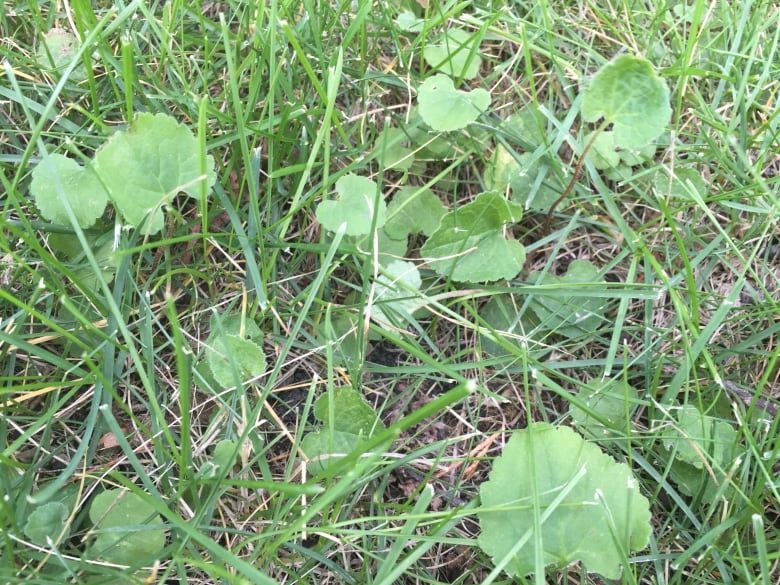 Creeping bellflower leaves spread out on a lawn.