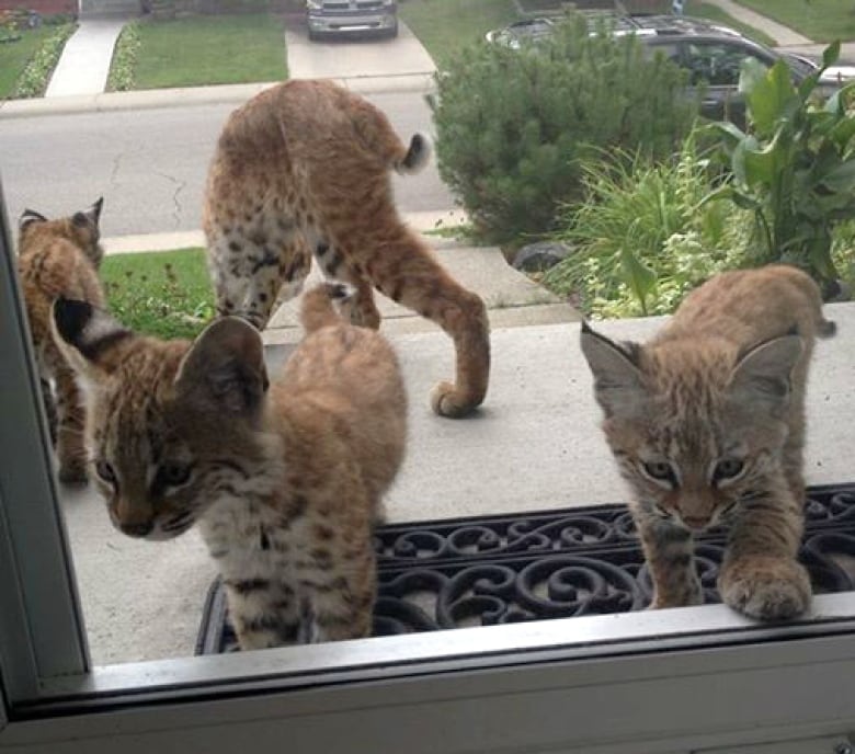 This bobcat family has been making the rounds in the southwest Calgary neighbourhood of Haysboro.