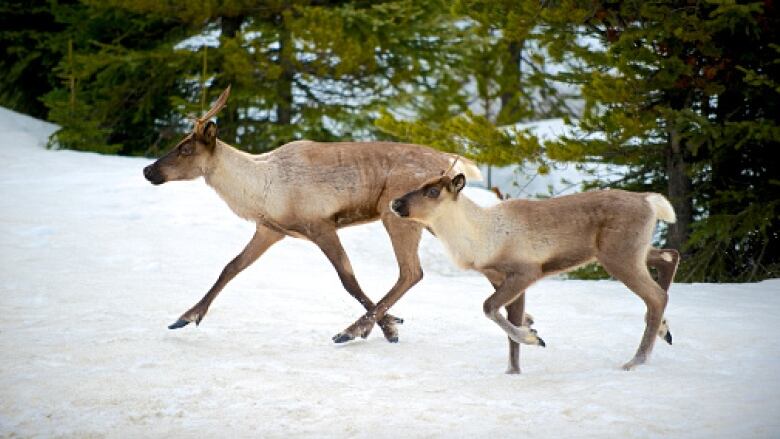 Two caribou, a mother and fawn, walk through the snow. 