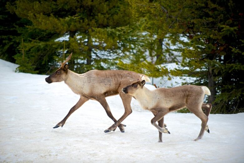 Two caribou, a mother and fawn, walk through the snow. 