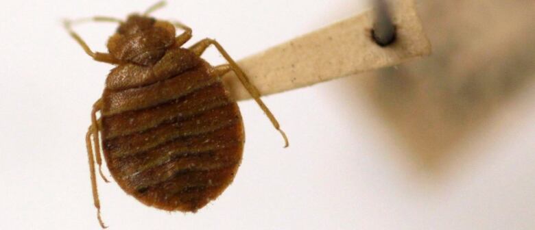 close up of bed bug