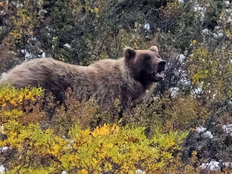 A grizzly bear in the bushes. 