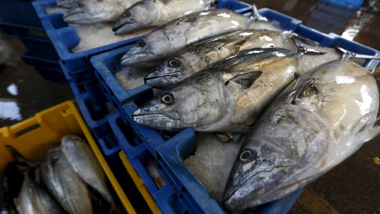 Whole fish are seen for sale on ice.