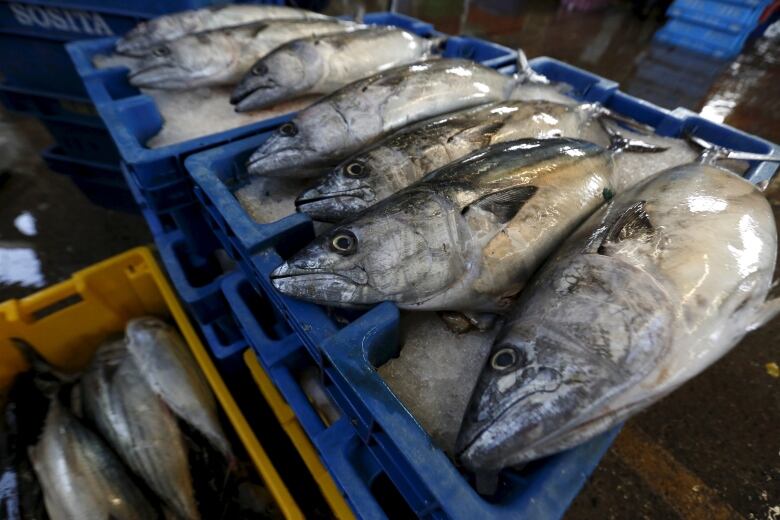 Whole fish are seen for sale on ice.