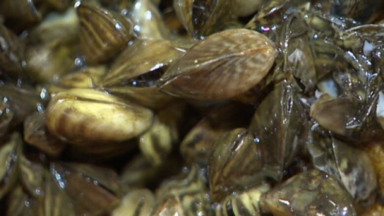 Zebra mussels are pictured.