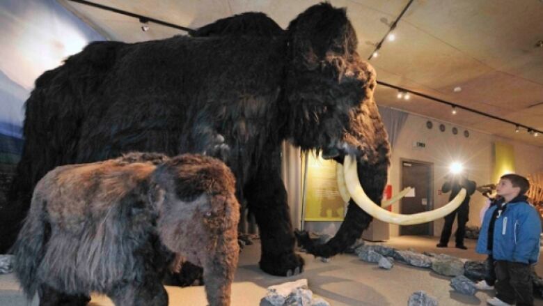 A man-made sculpture of a large shaggy creature with long tusks. 