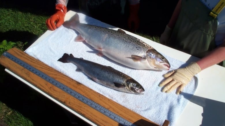 Two salmon are displayed on a board, with the top one being much larger. 