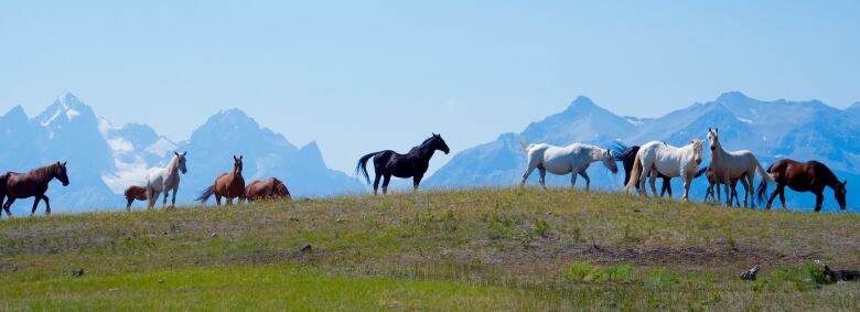 Wild horses grazing in a filed with mountains in the backdrop.