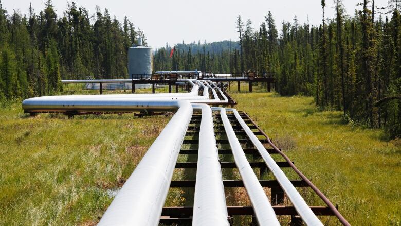 Oil, steam and natural gas pipelines run through the forest at the Cenovus Foster Creek SAGD oil sands operations near Cold Lake, Alberta, July 9, 2012.  TransCanada says the proposed expansion is a response to demand from producers in Alberta and B.C. 