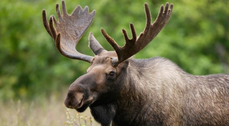 A adult moose with large antlers stands in foliage.