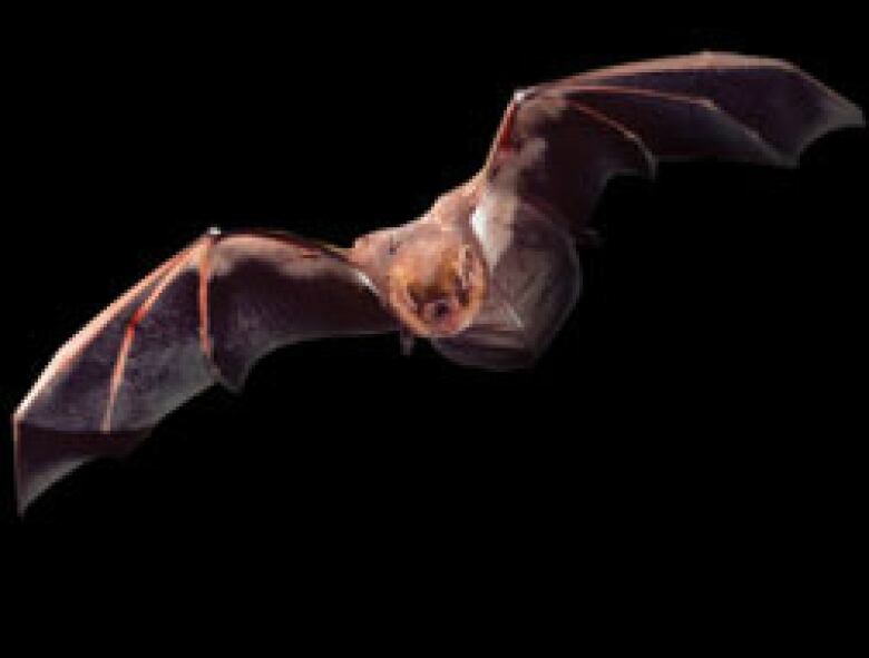 Eastern red bat in flight at night.