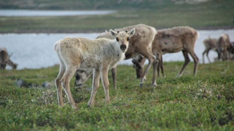 A young caribou looks at the camera.