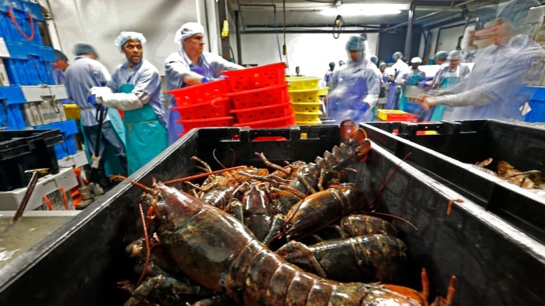 A bin filled with lobsters is in the foreground of the photo. In the background are workers at the lobster processing plant. 