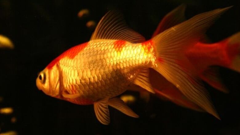 A goldfish sits floating in water against a pitch black background. 