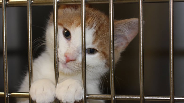 A cat looks out of its cage at the Toronto Humane Society.