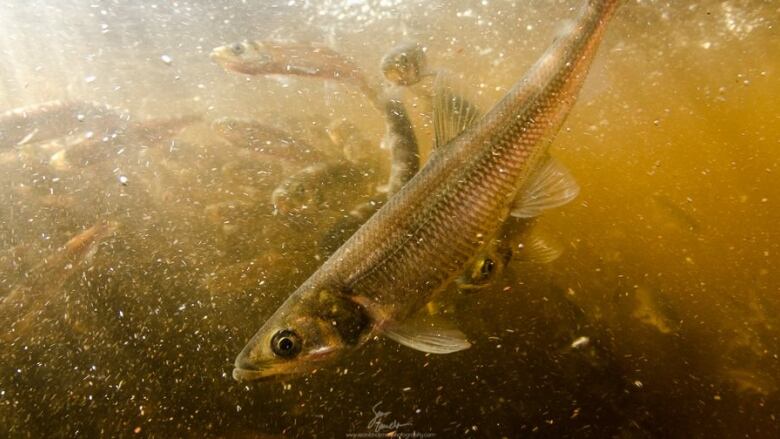 Closeup underwater photo of a silvery fish in a river.