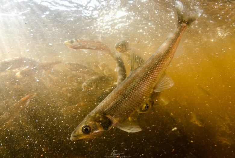 Closeup underwater photo of a silvery fish in a river.