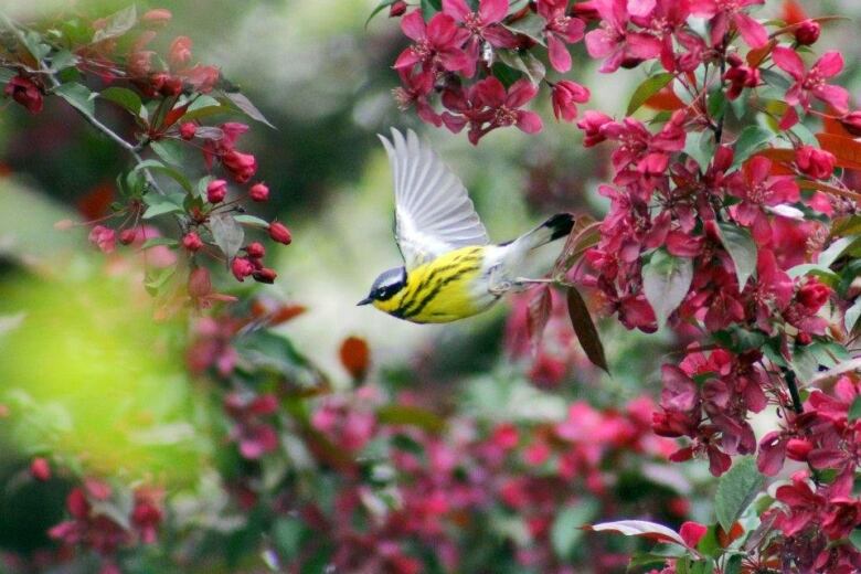 A picture of a yellow warbler flying in front of green and pink foliage. 