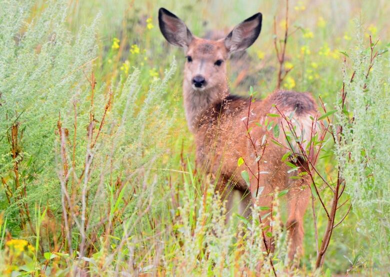 Deer are no strangers to Calgary's rolling landscape, and the city says fawns tend to pop up in June. If the fawn is not moving, do not touch it, as standing still for up to several hours is the fawn's natural defence mechanism. 