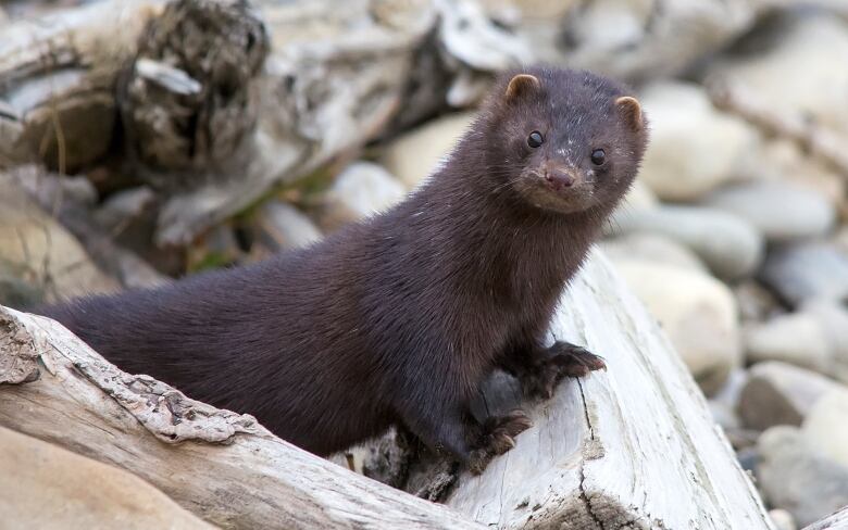 The American mink, like this one in Fish Creek Provincial Park, is a semi-aquatic weasel and is seldom seen far from watercourses. 