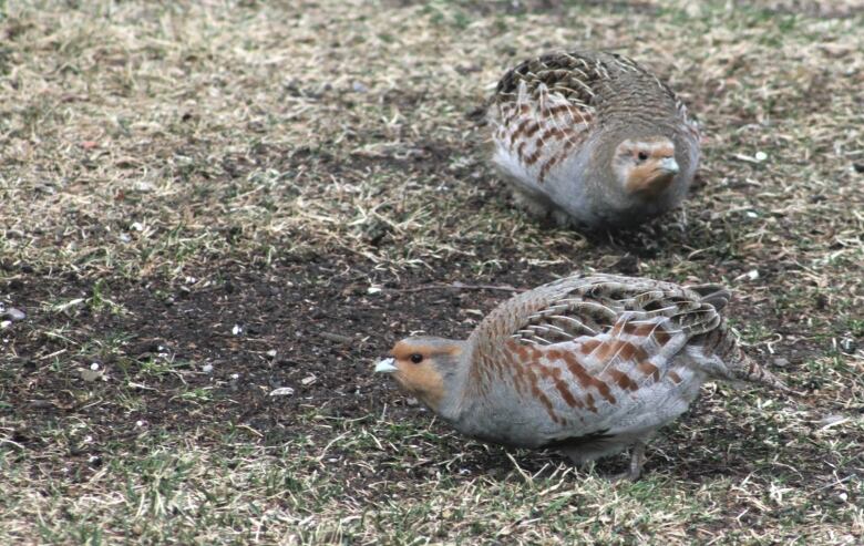 Two birds standing on grass