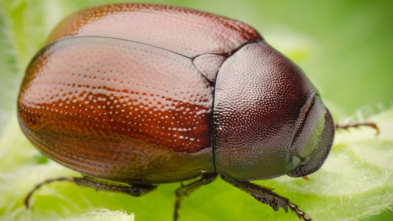 A large brown beetle