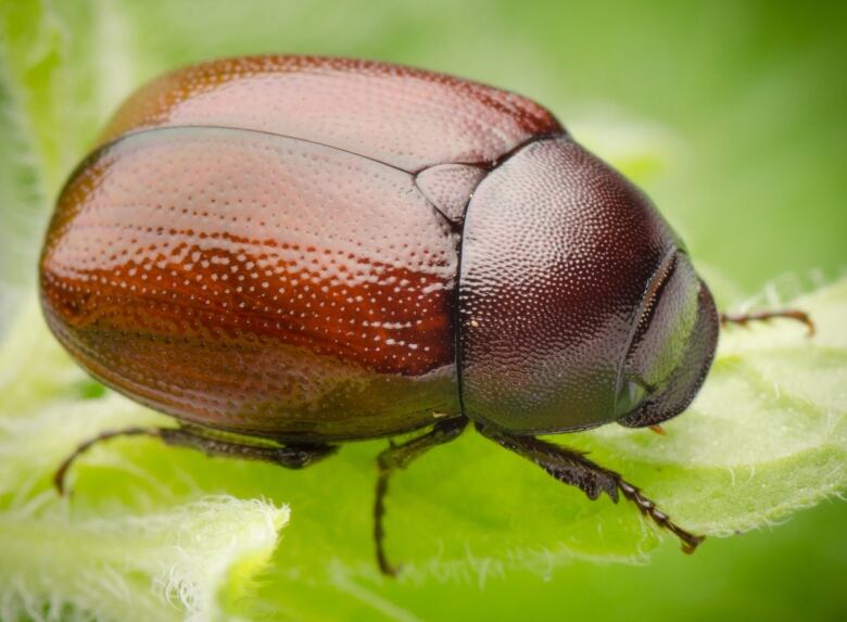 A large brown beetle