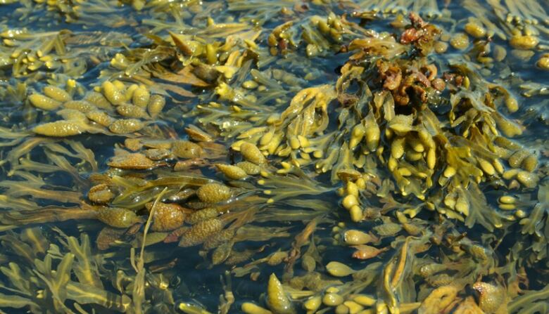 Green seaweed is floating in the water.