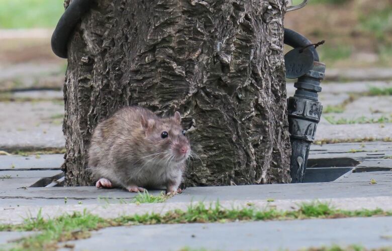 A brown rat walks along a sidewalk near a tree in downtown Toronto.