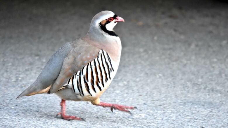 A Calgary photographer spotted this bird strolling around the northwest neighbourhood of Sandstone on Sunday.