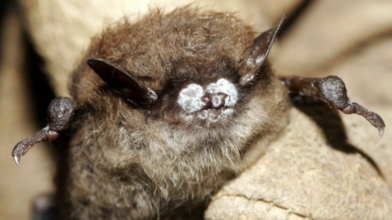 Bat with white-nose syndrome