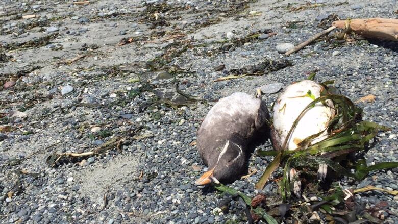 A pair of dead Rhinoceros Auklet on a beach in Victoria.