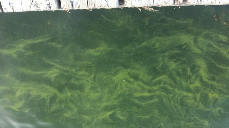 Blue-green algae 