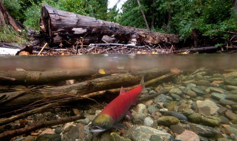 A red-coloured salmon is visible beneath shallow water. Pebbles and logs are visible.