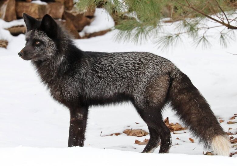 A silver and gray fox in the snow.