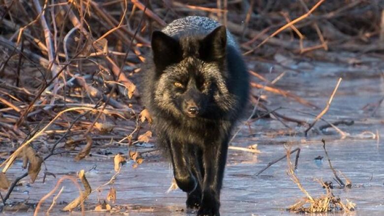 A fox with a silver and black coat walks on ice.