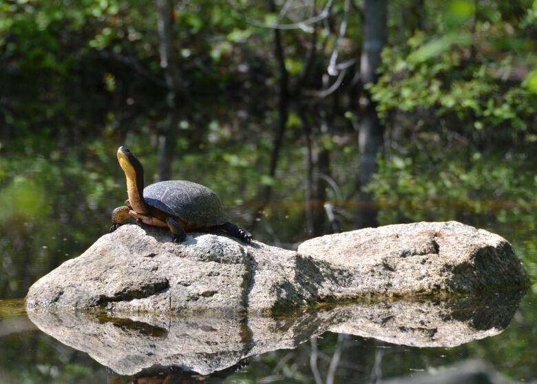 turtle on rock