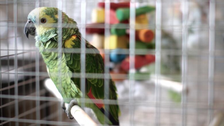 A green parrot in a cage.