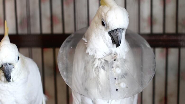 A white parrot with a protective plastic cone around its neck.