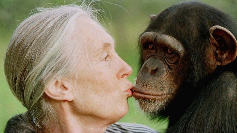 An older woman kisses a chimpanzee