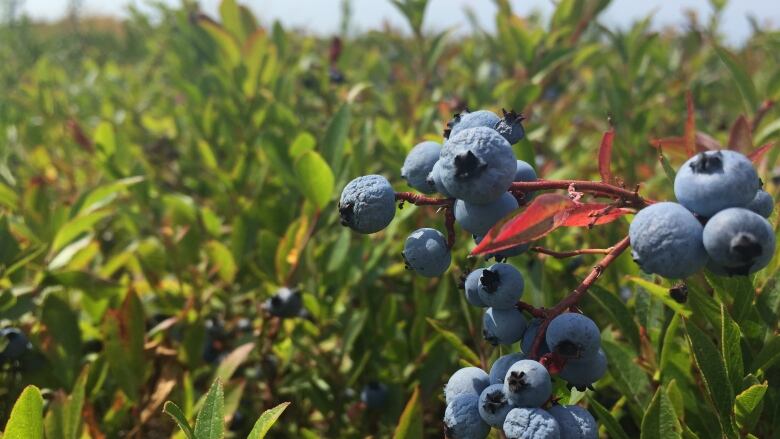 A bunch of blueberries sits on a low bush in a large field.