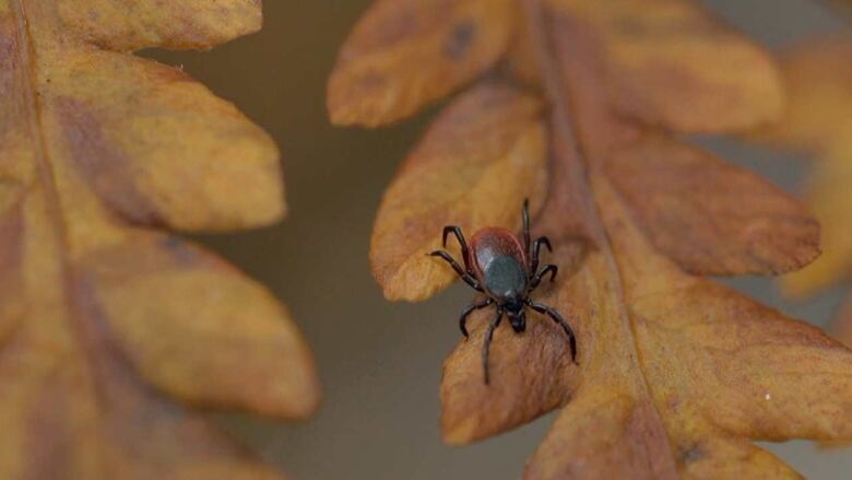 A tick crawls on a leaf.