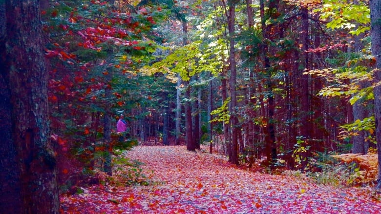 A carpet of bright red leaves covers a forest floor.