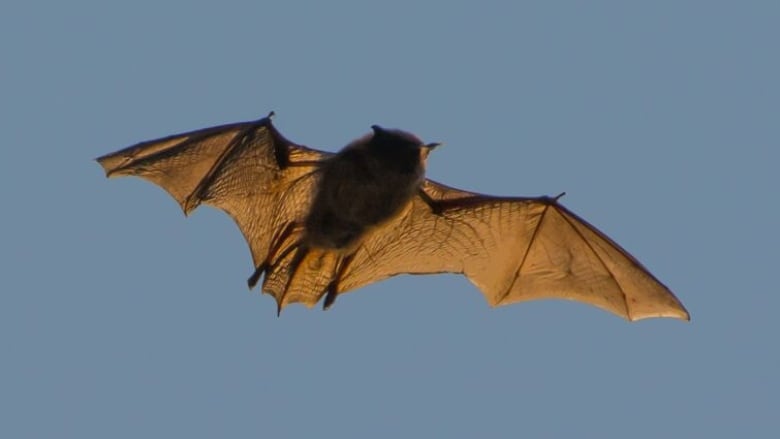 A bat  Segers says it's hard to tell if it's a little brown or a northern long-eared bat  flies in P.E.I.'s evening sun. 