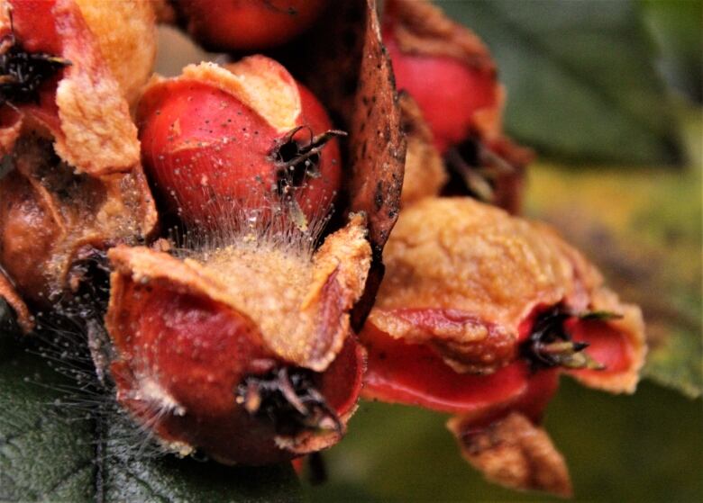 A close-up shot of decaying red bulbs on a green plant in the rain.