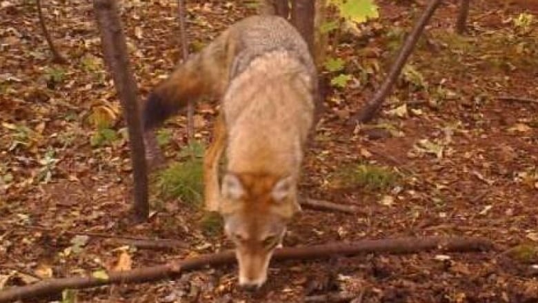 You can almost feel the warm breath of this coyote, pictured in this still from a video camera Joedy Harper set up in the woods. 