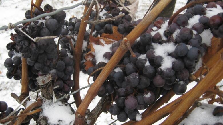 Icewine grapes.