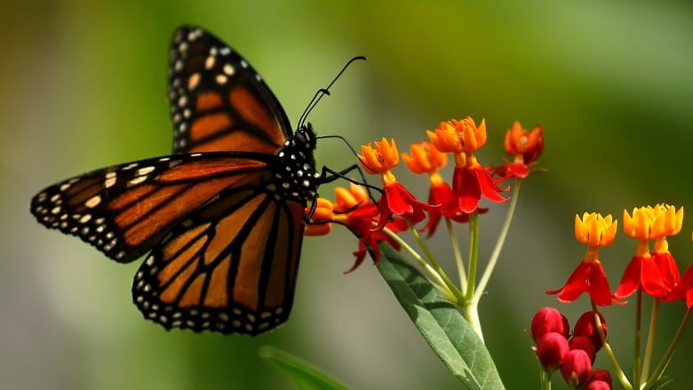  A butterfly on a flower.