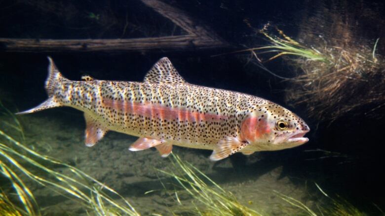 A trout.